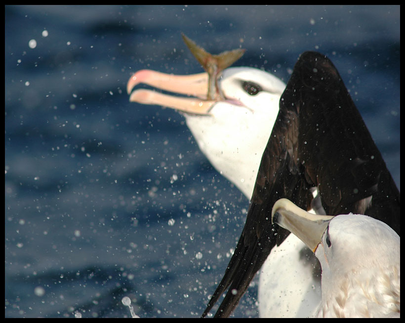 Black-browed Albatross & Salvins Albatross