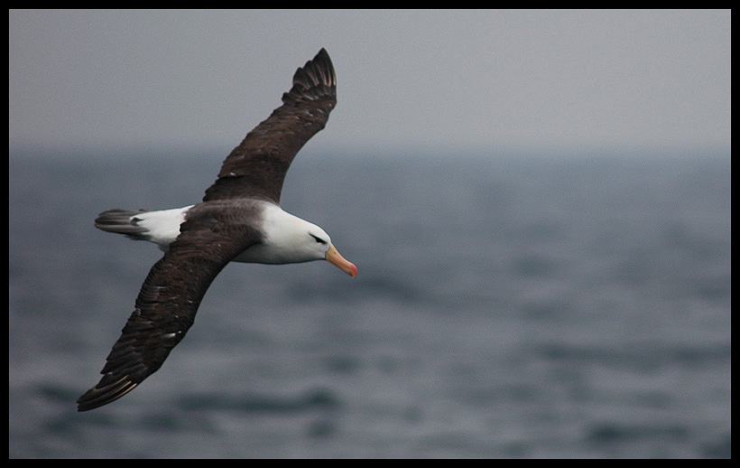 Black-browed Albatross