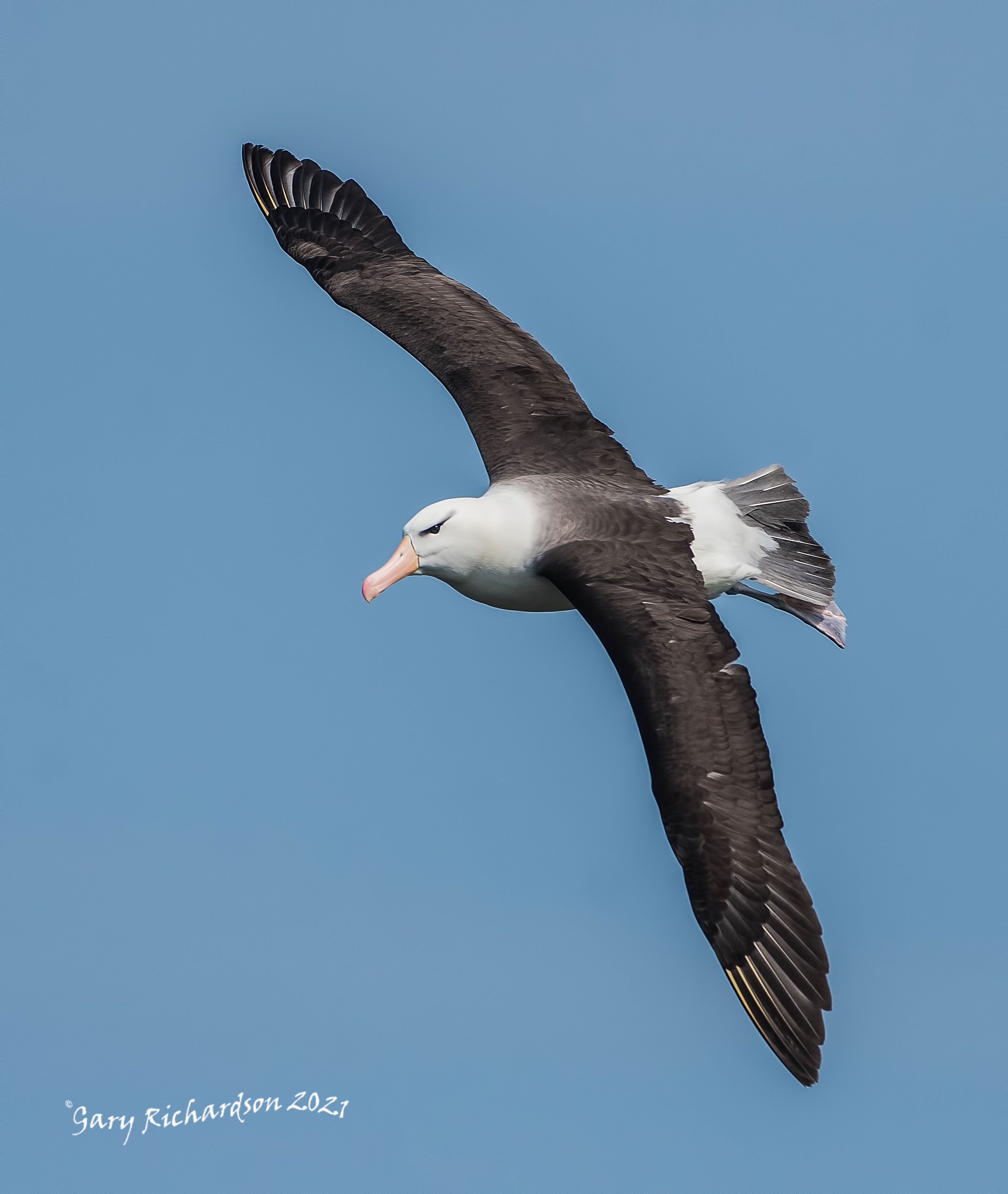 black-browed albatross