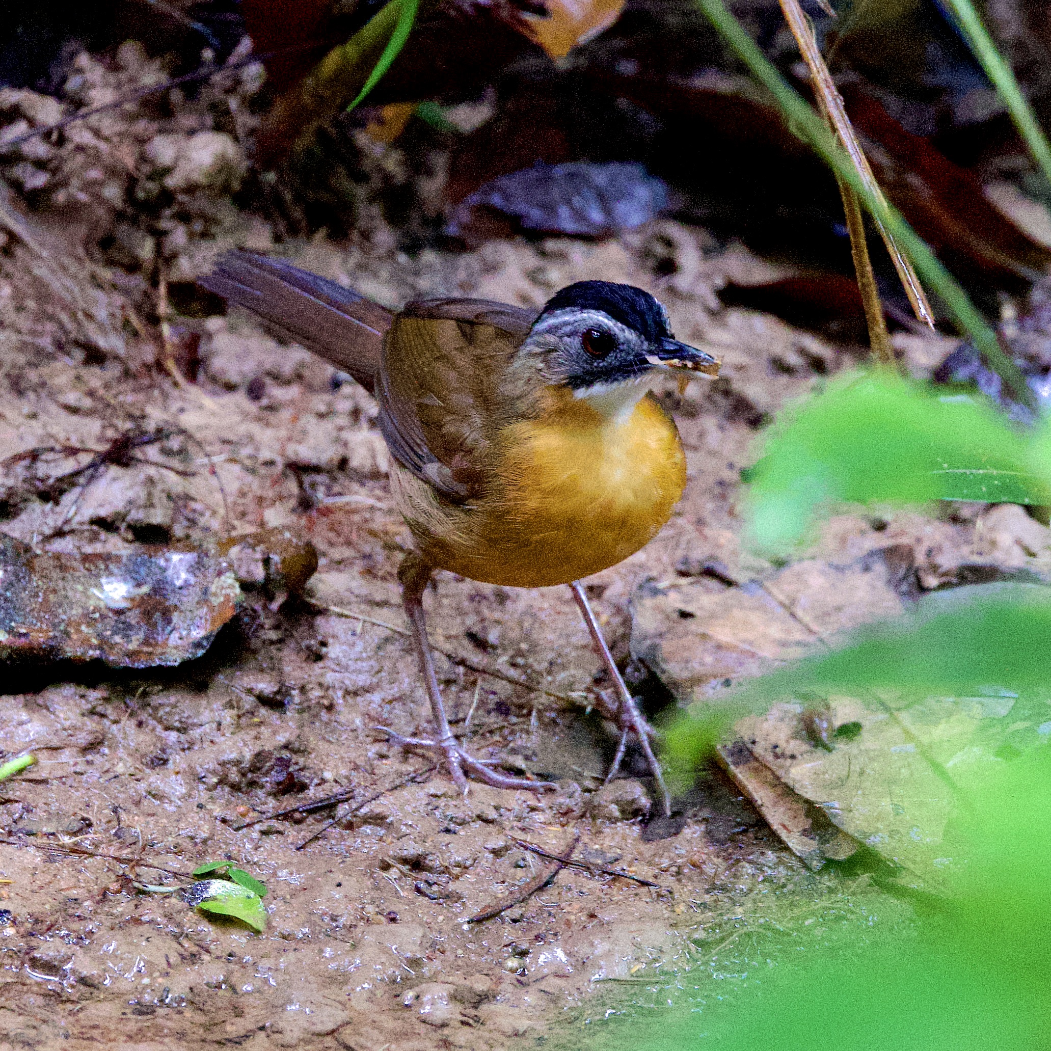 Black-capped Babbler - Malaysia