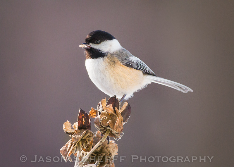 Black-capped chick-a-dee dee dee