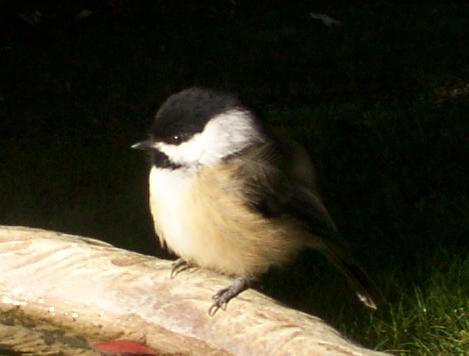 Black Capped Chickadee