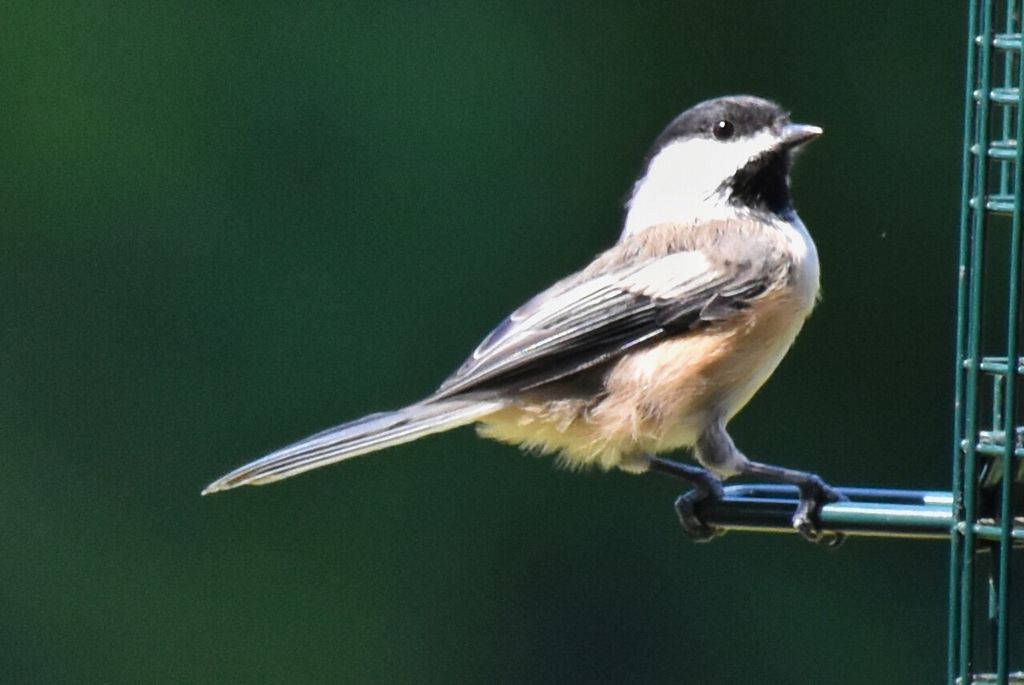 Black capped chickadee