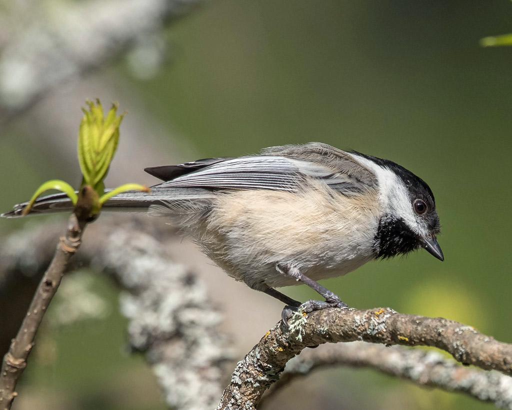 Black-capped Chickadee