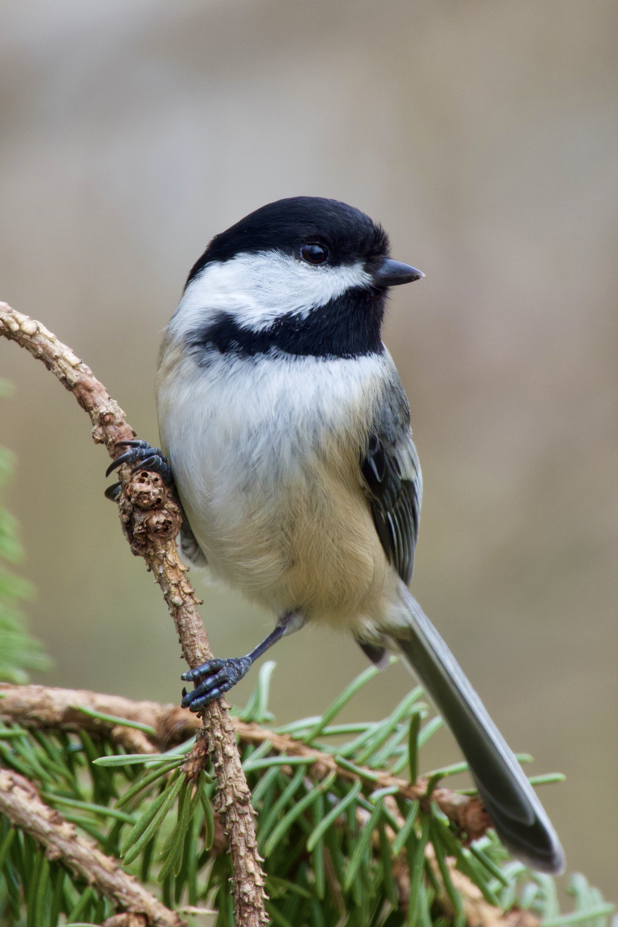 Black capped Chickadee