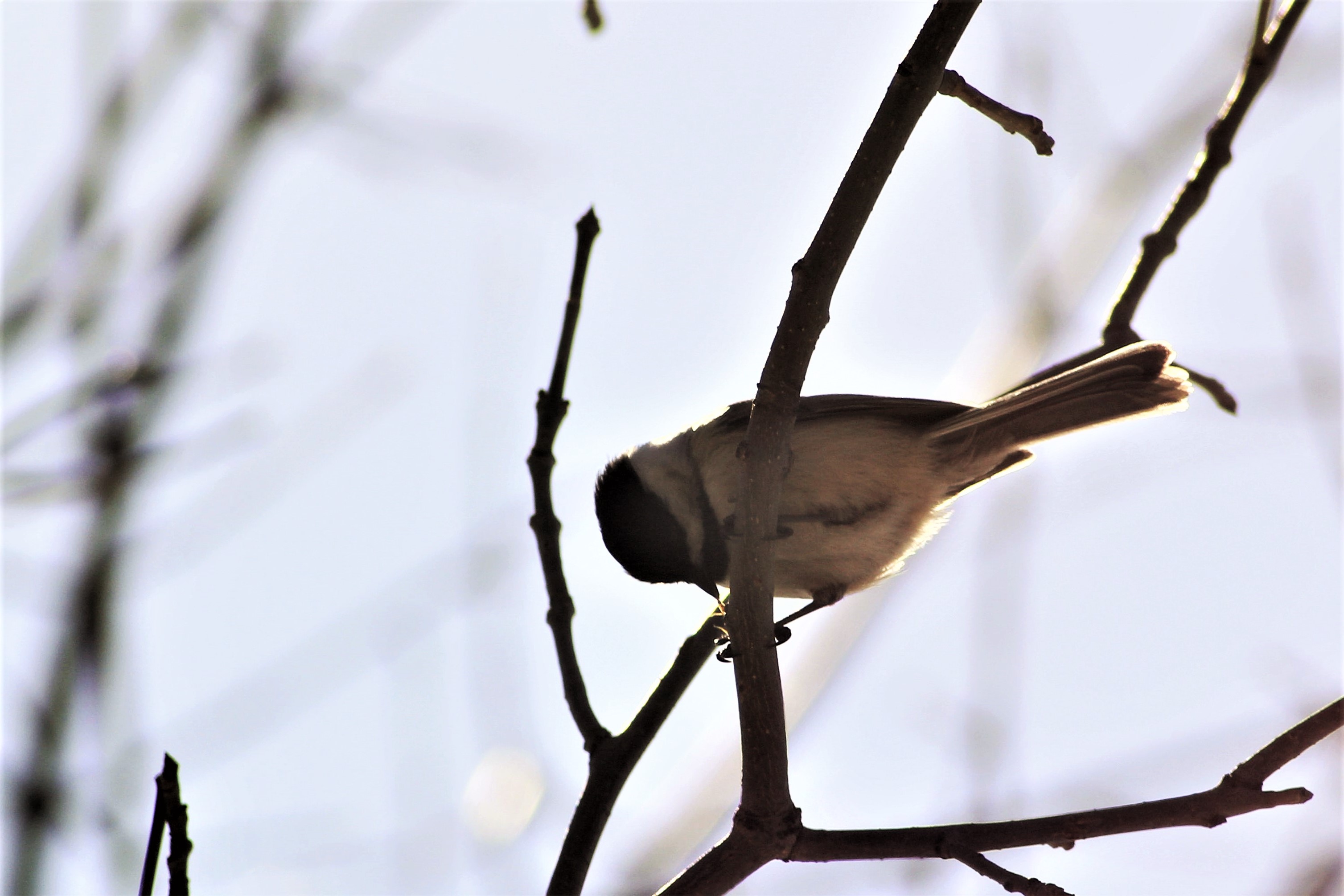 Black capped chickadee