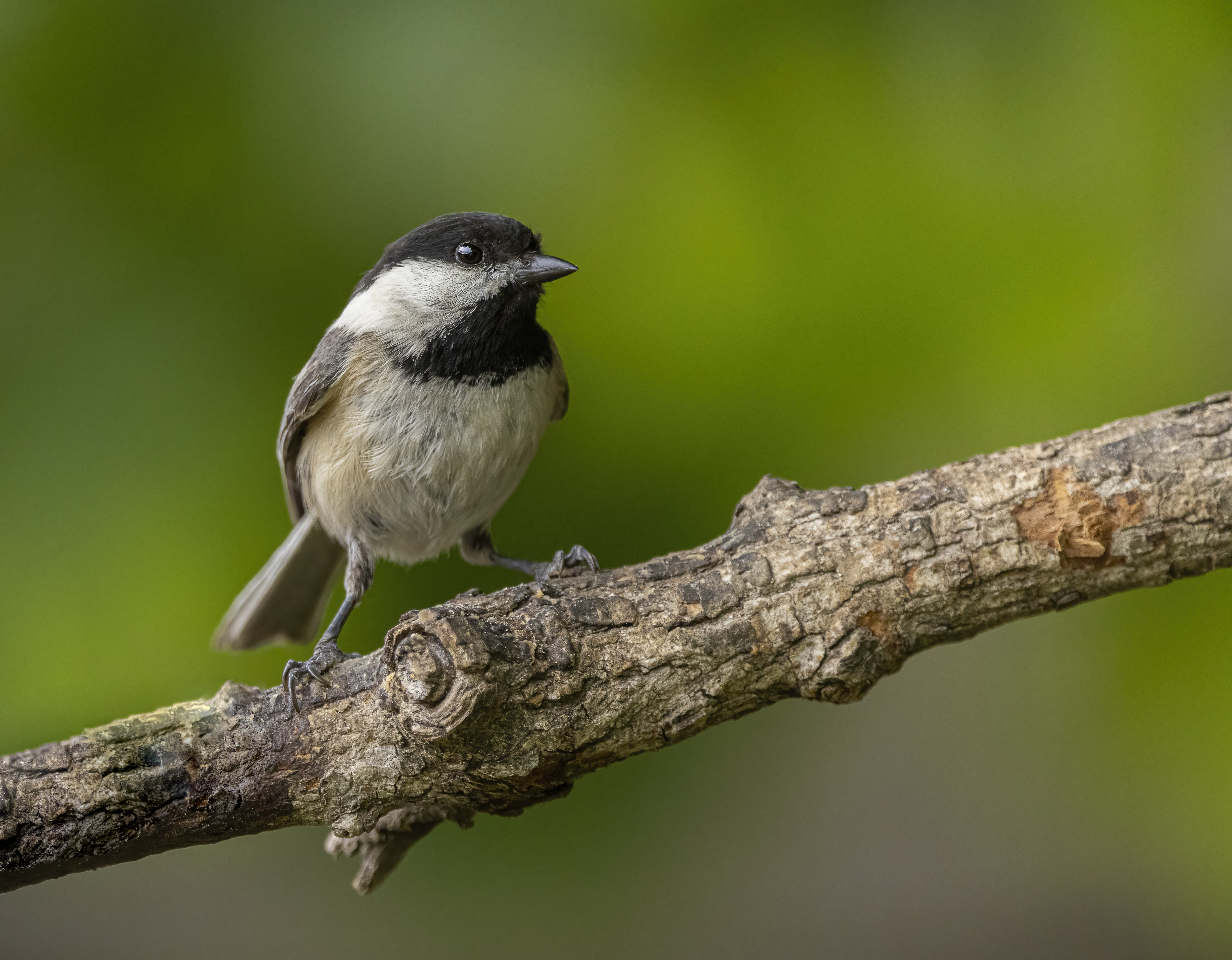 Black-capped Chickadee