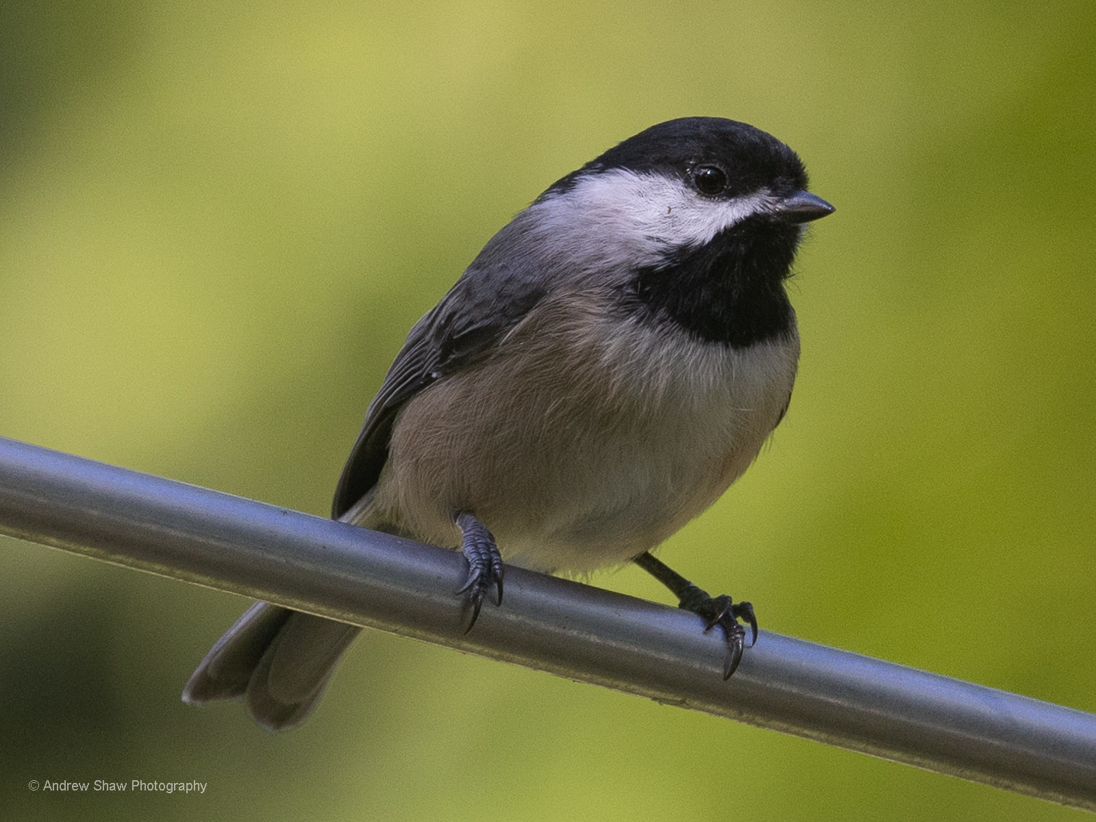 Black-capped Chickadee