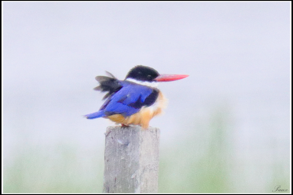 Black-capped Kingfisher