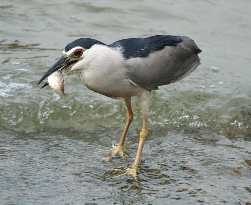 Black- capped Night Heron