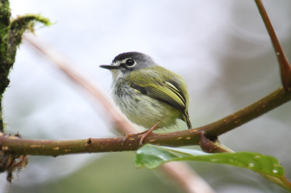 Black-capped Pygmy-tyrant