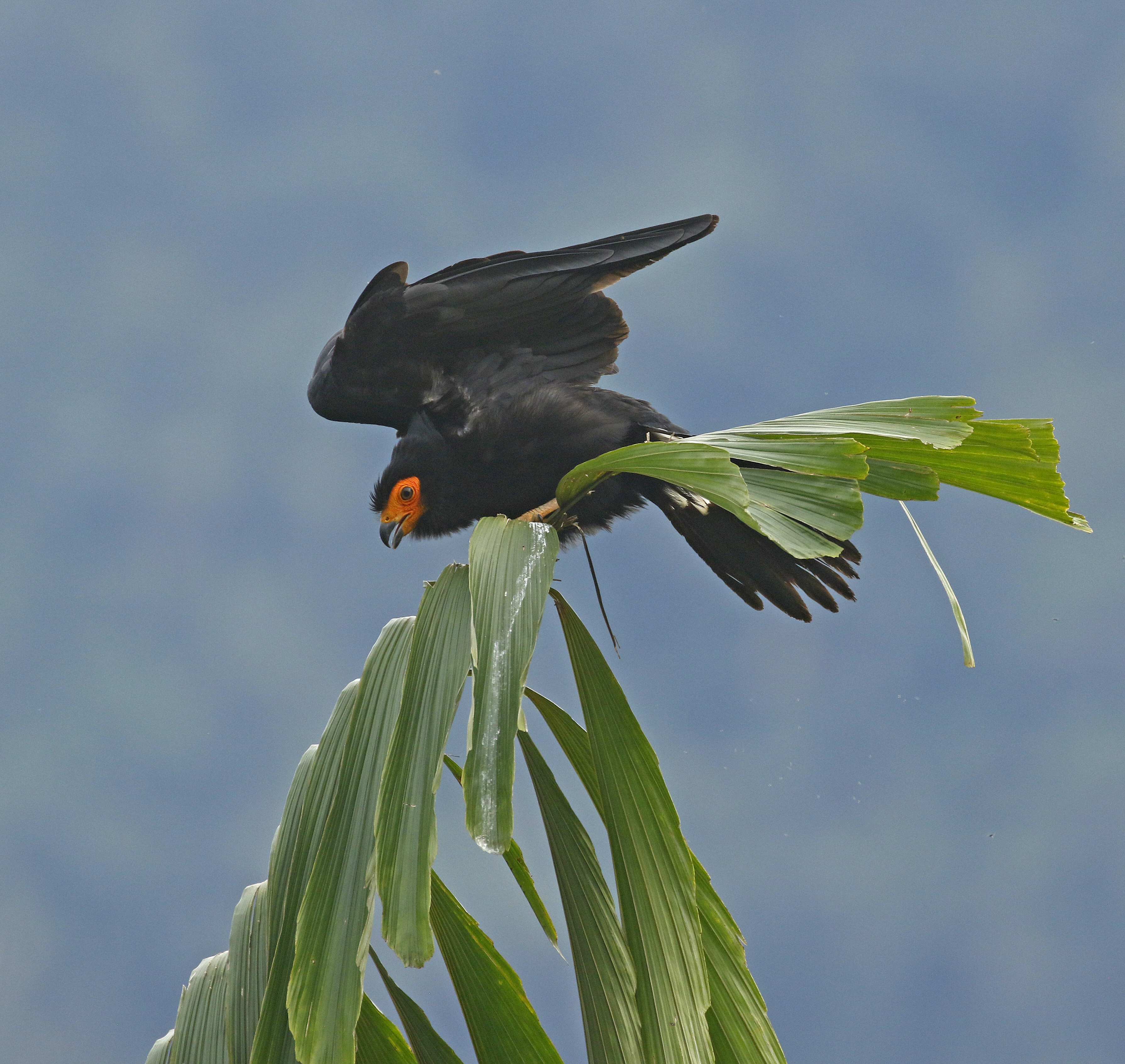 Black Caracara