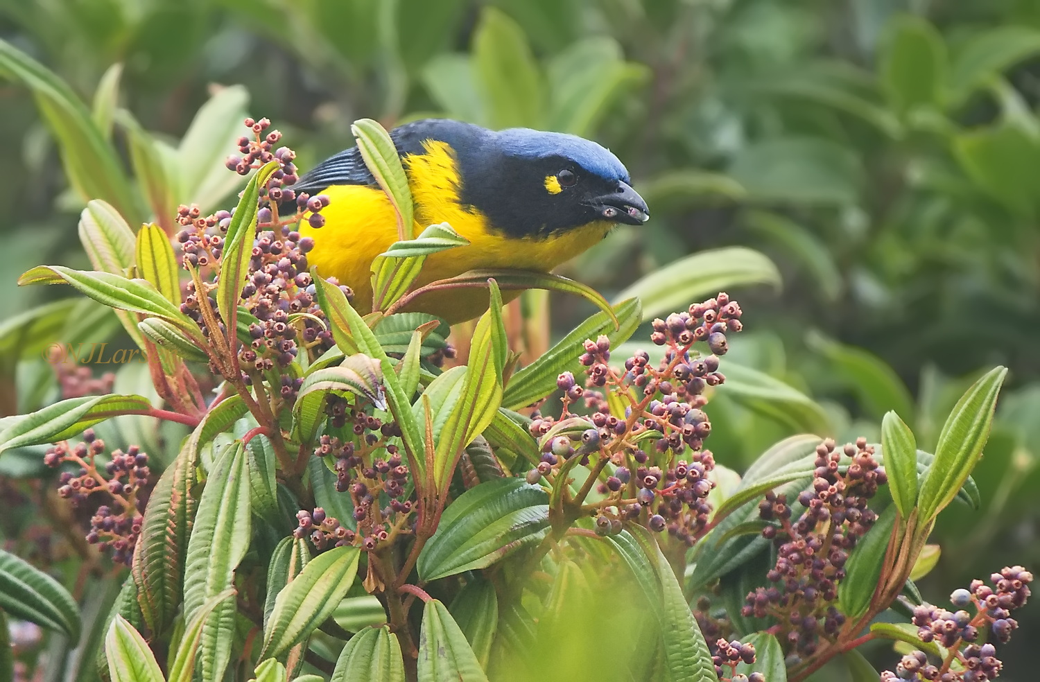 Black-cheeked Mountain Tanager