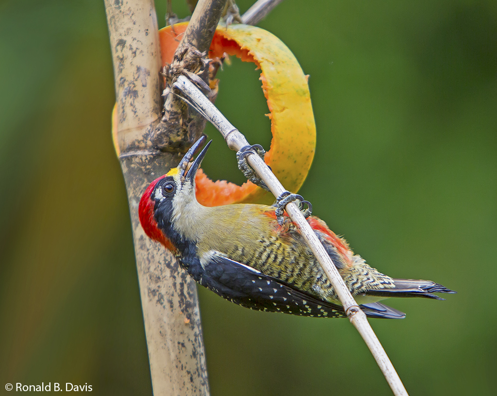 Black-cheeked Woodpecker C-RICA SER 2