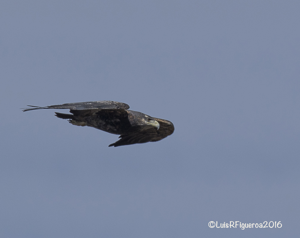 Black-chested Bluzzar-Eagle - Aguila Mora