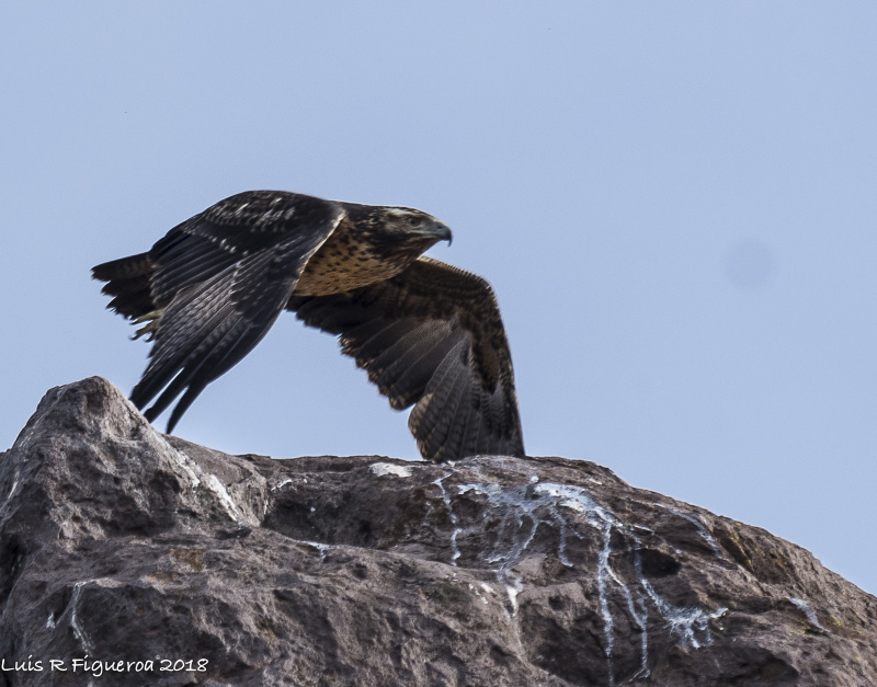 Black-chested buzzard-eagle Immature