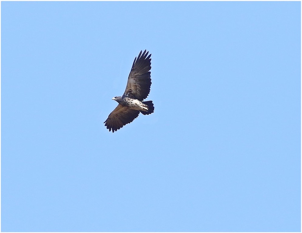 Black-Chested Buzzard Eagle