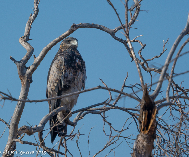 Black-chested Buzzard-eagle