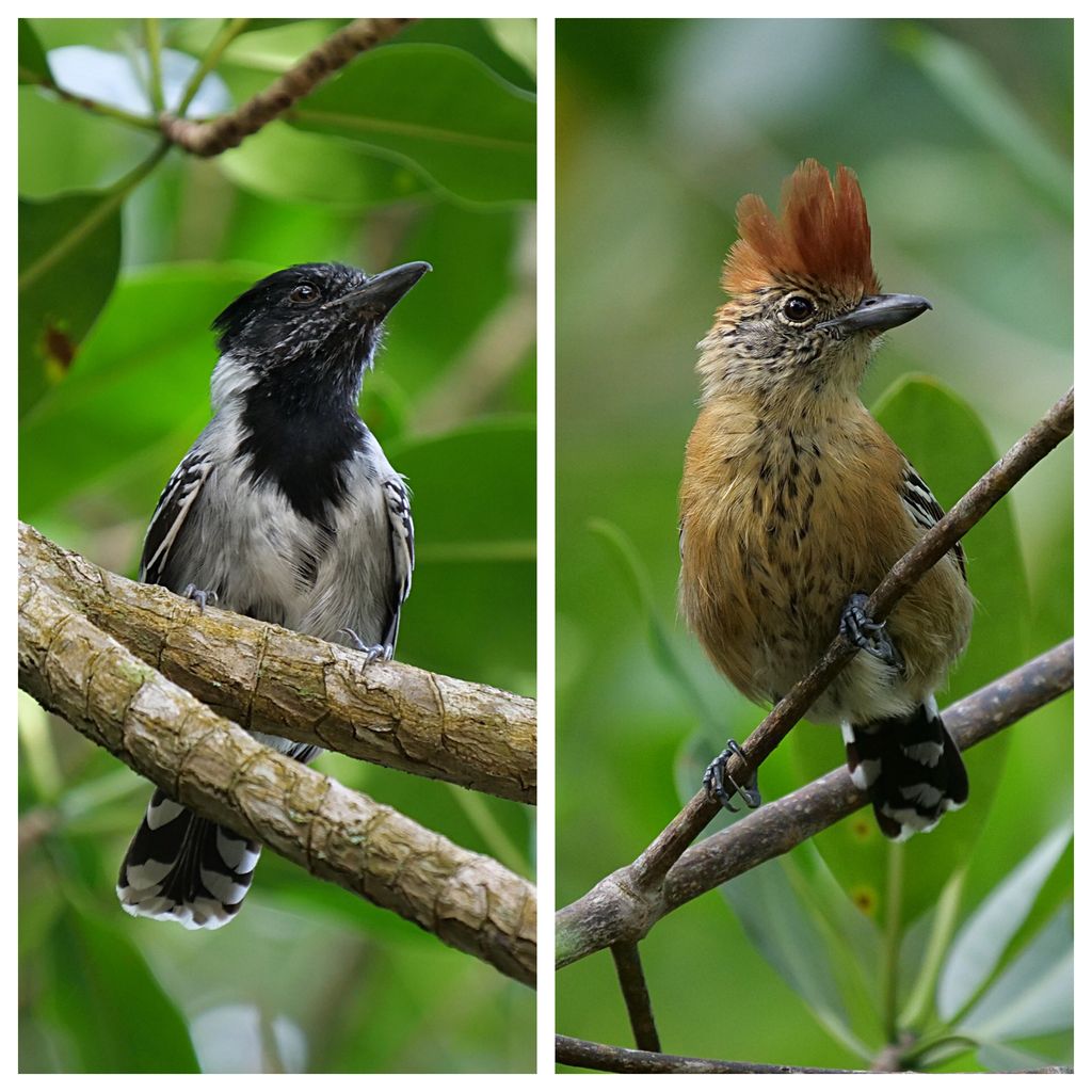 Black-crested Antshrike (Male and Female)