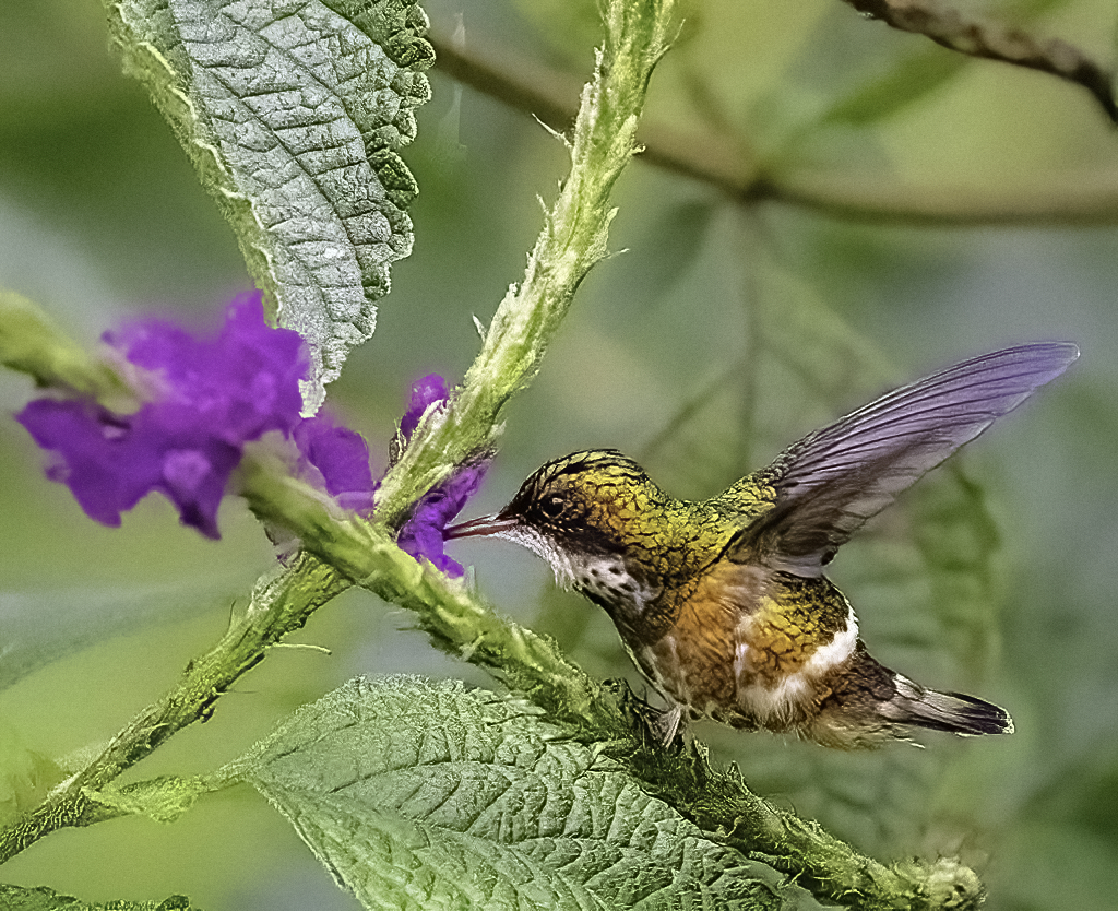 Black-crested Coquette (female)