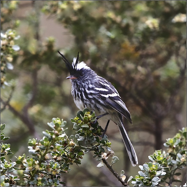 Black-crested Tit-Tyrant