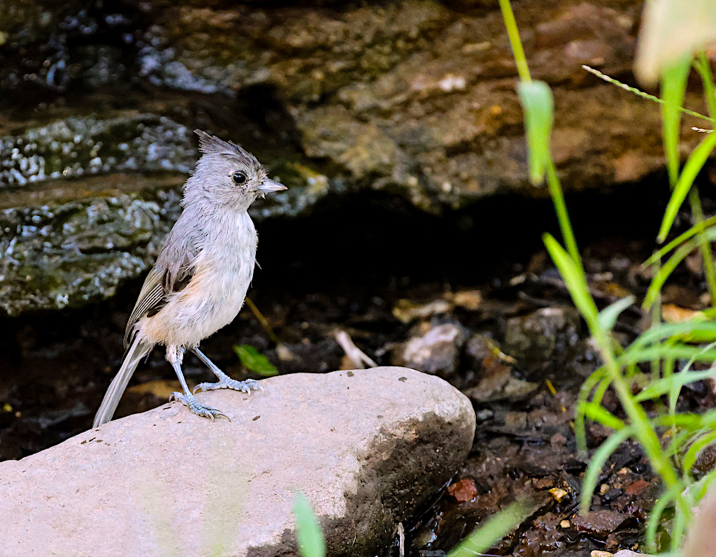 Black-crested Titmouse, 1st yr bird.jpg