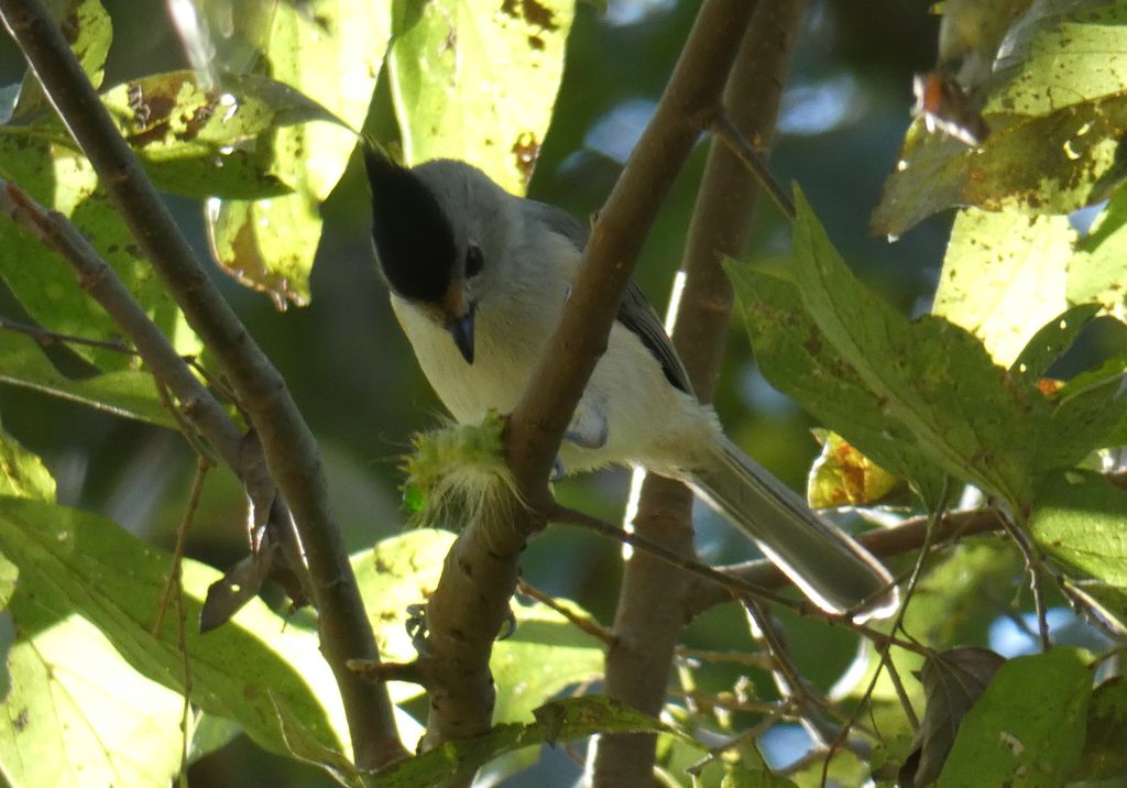 Black-crested titmouse