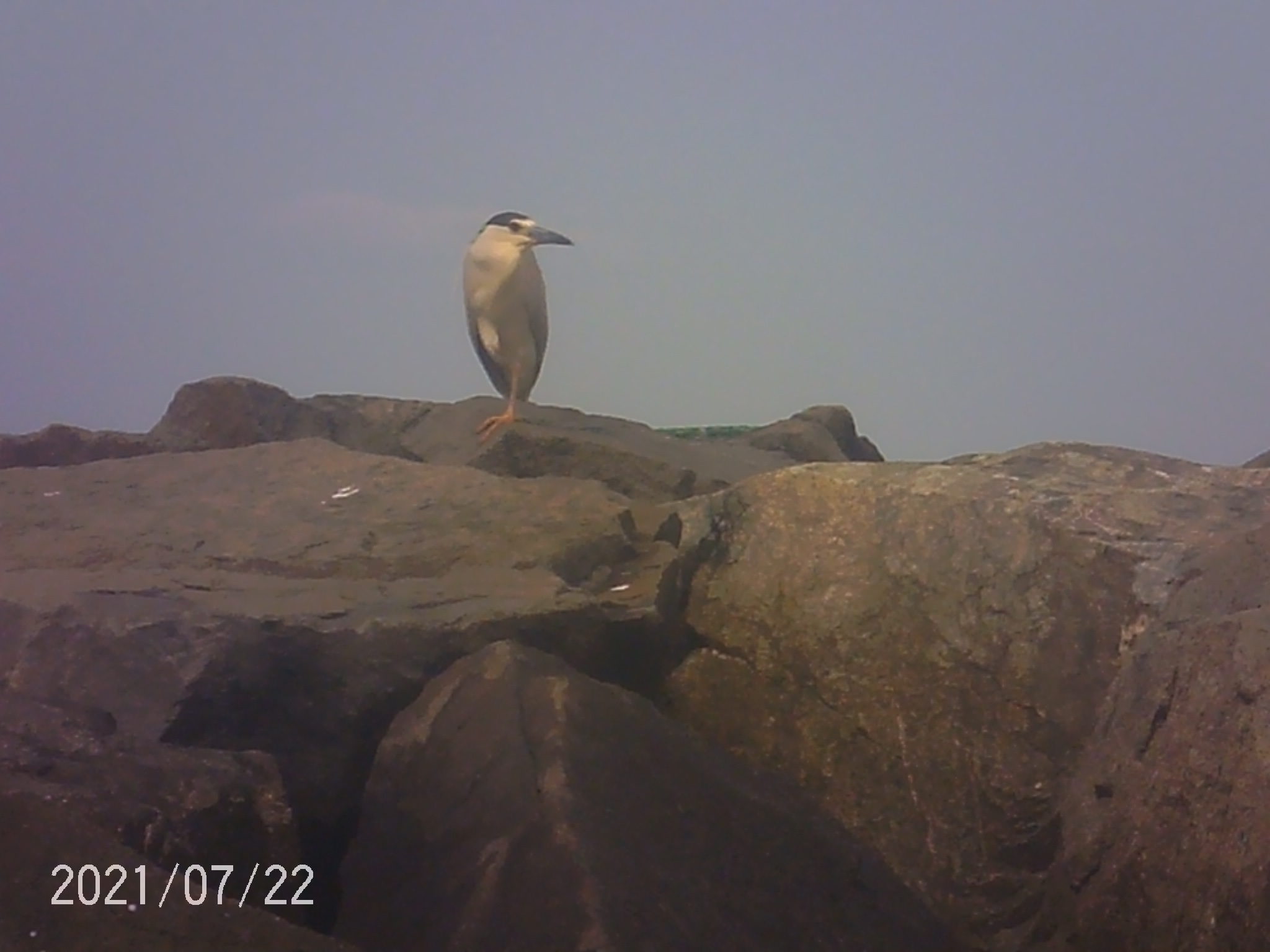 Black-Crowned Night Heron.JPG