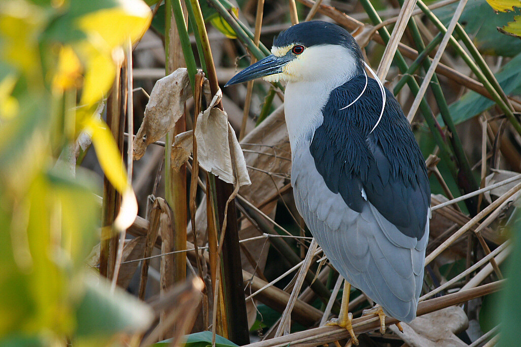 Black-Crowned Night Heron