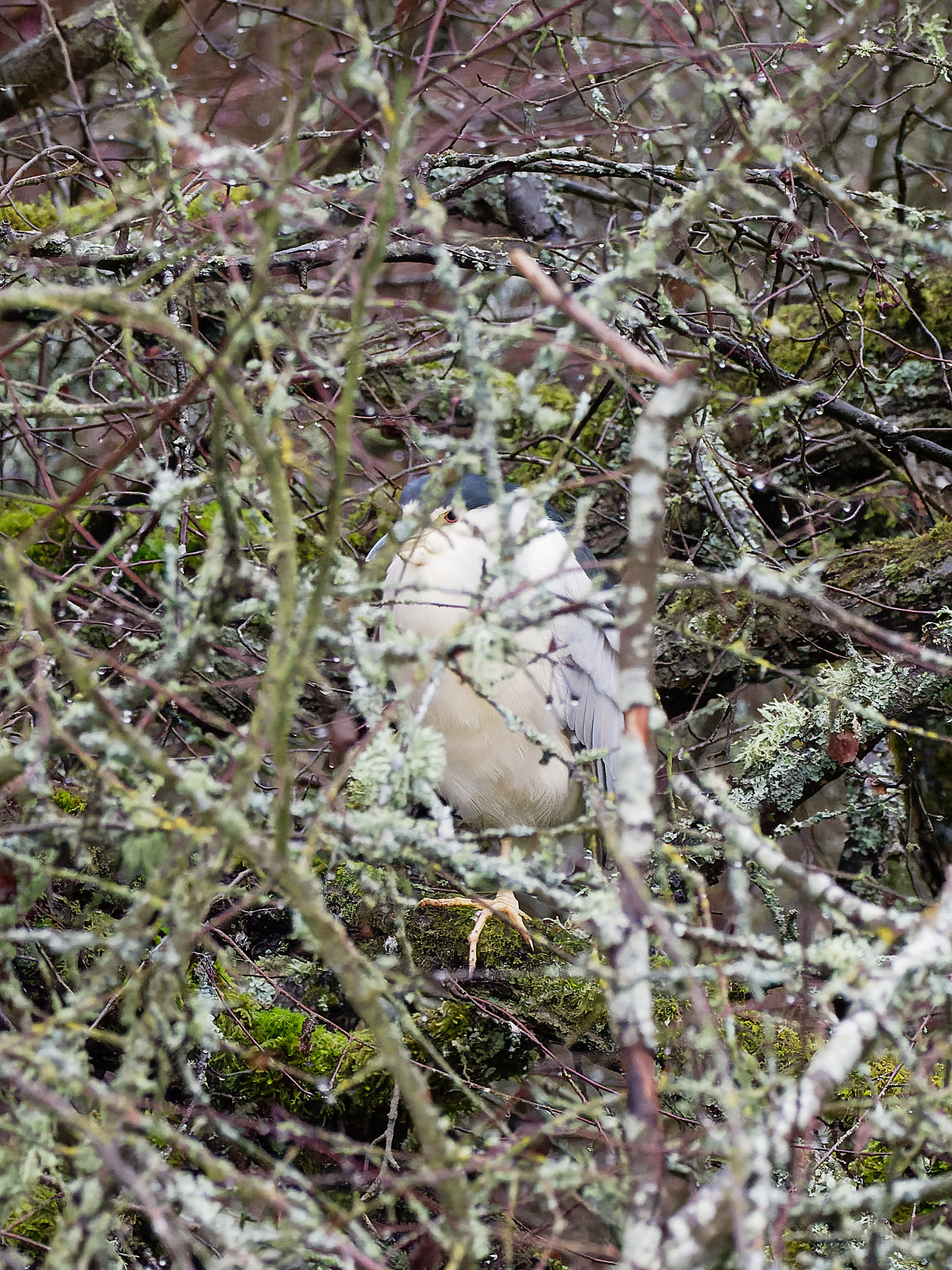 Black-crowned night heron