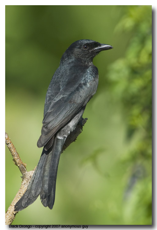 Black Drongo (Lamma Island)