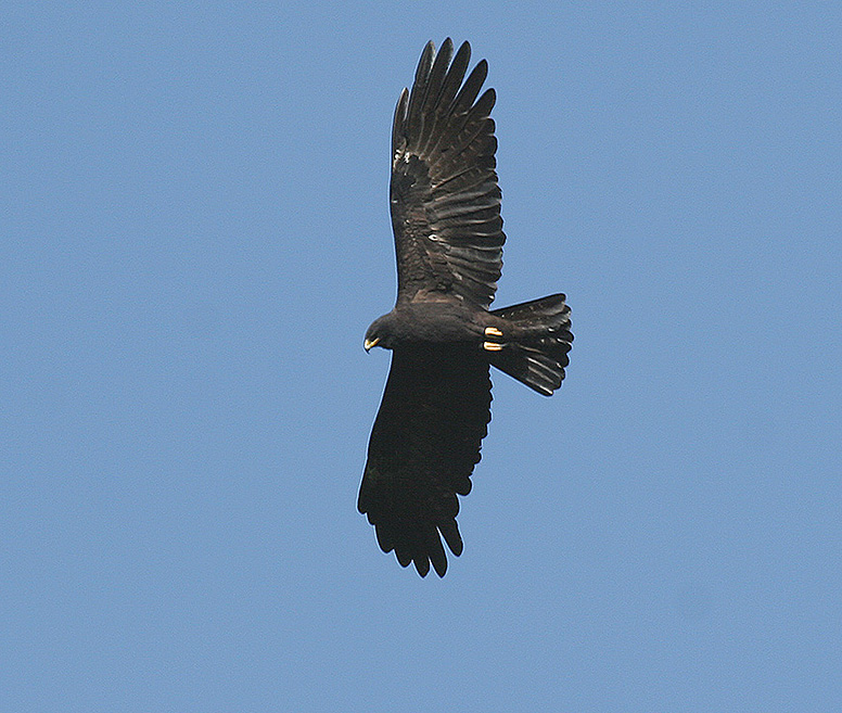 Black Eagle