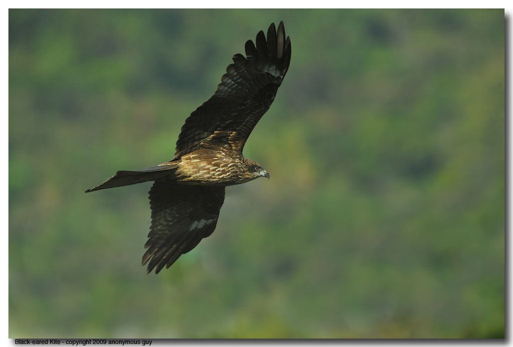 Black-eared Kite