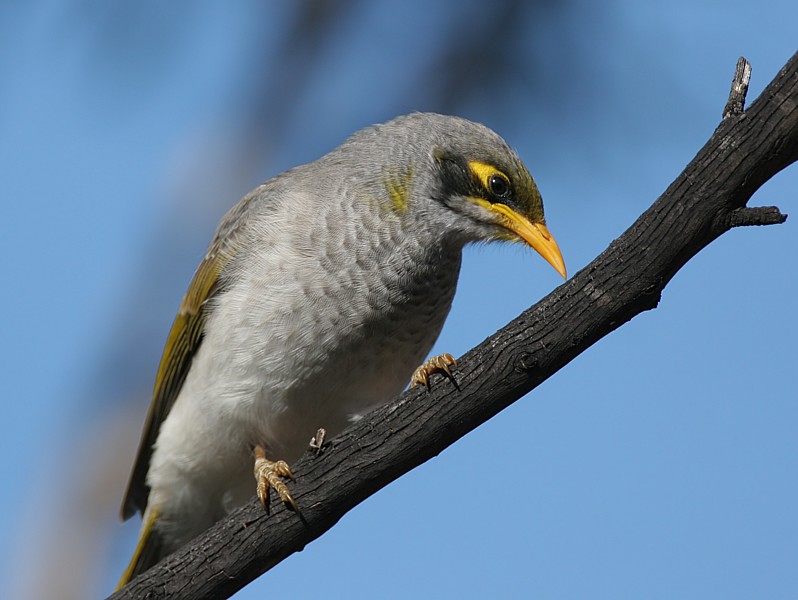 Black-eared Miner