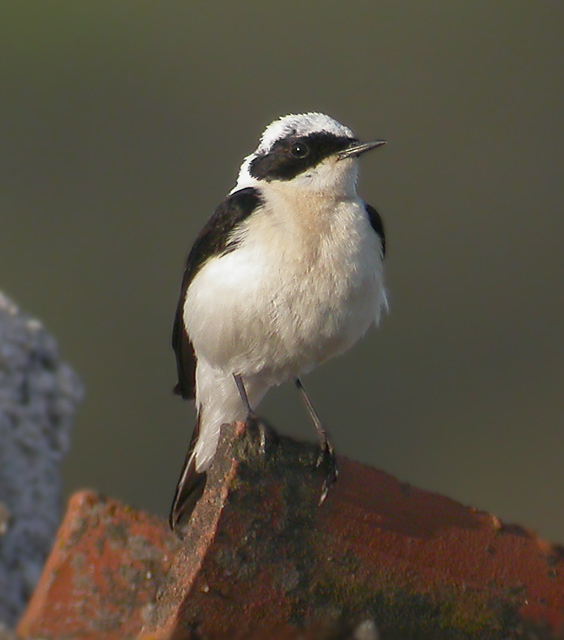 Black-eared Wheatear