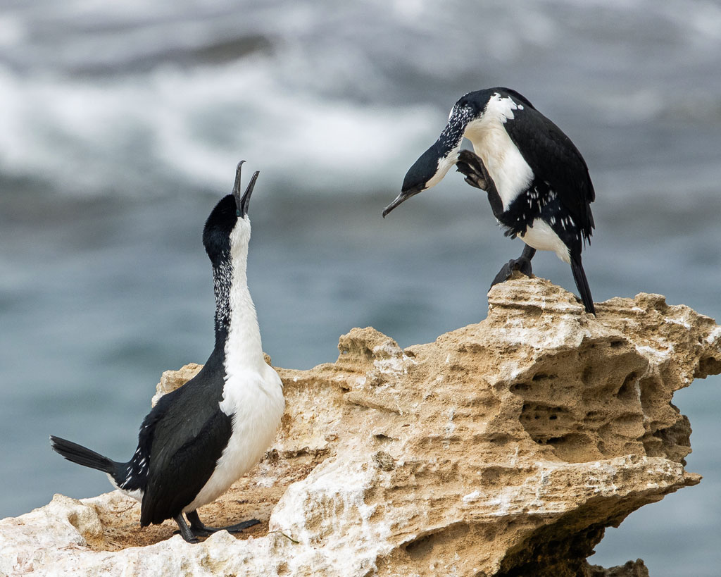 Black-faced Cormorant