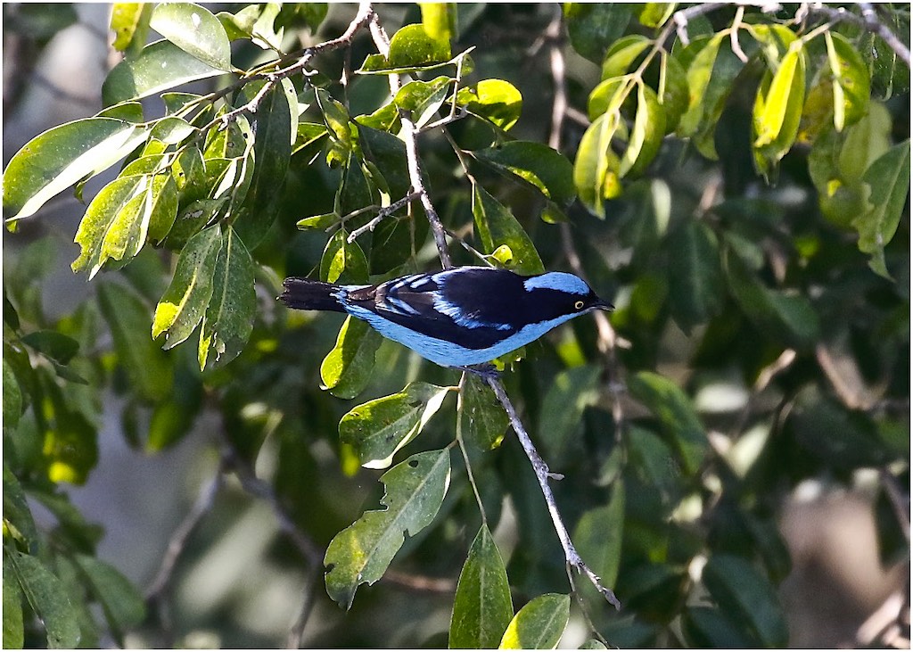 Black-faced Dacnis (male)