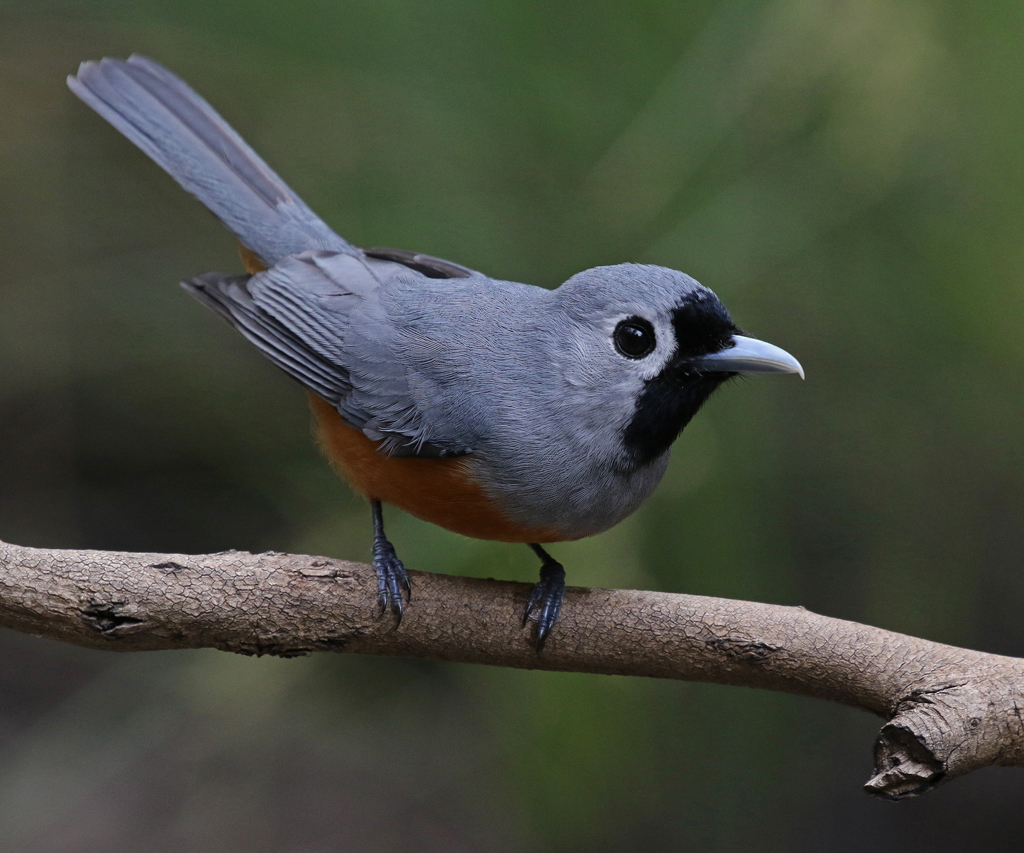 Black-faced Monarch