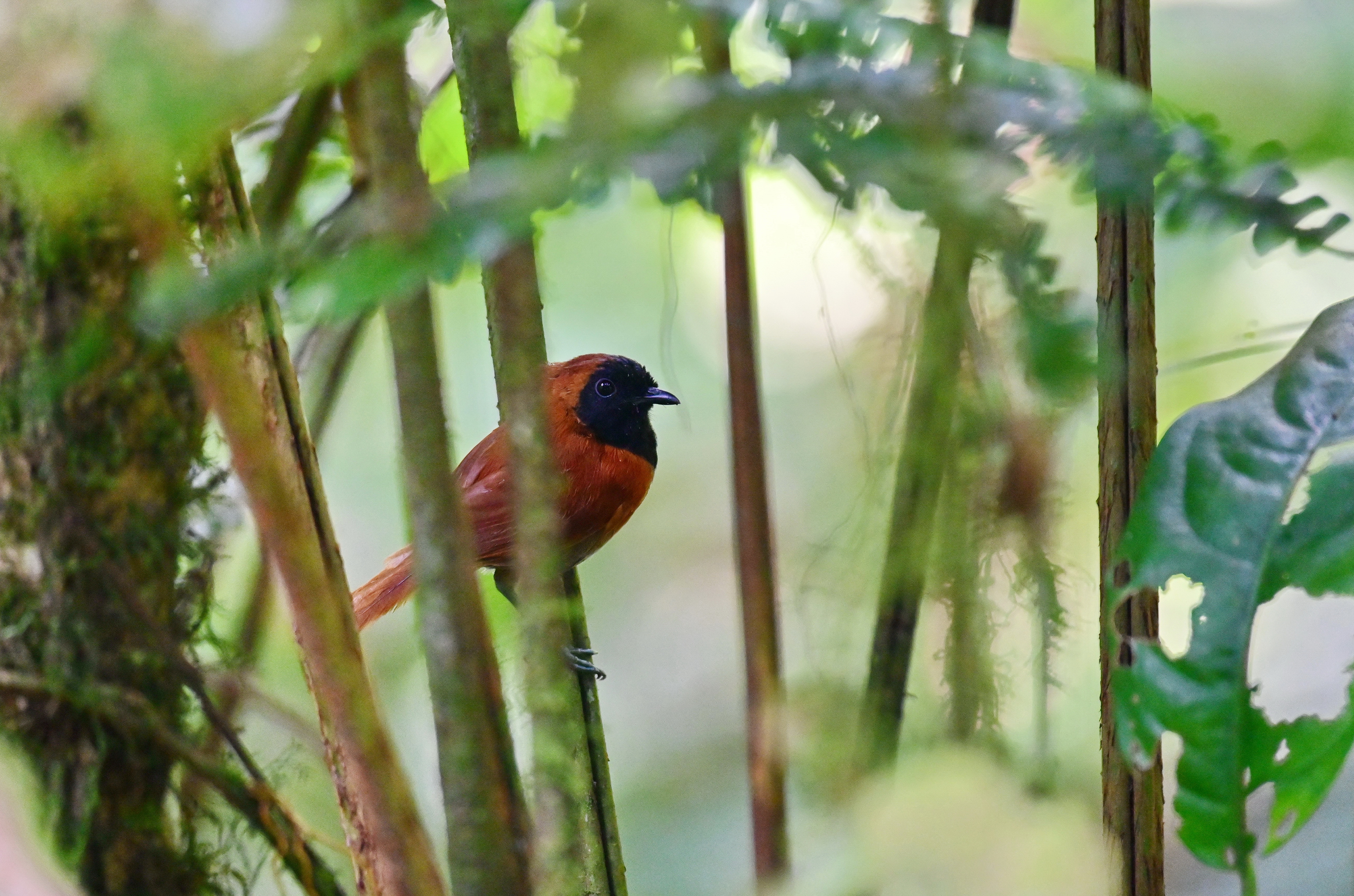 Black-faced Rufous Warbler