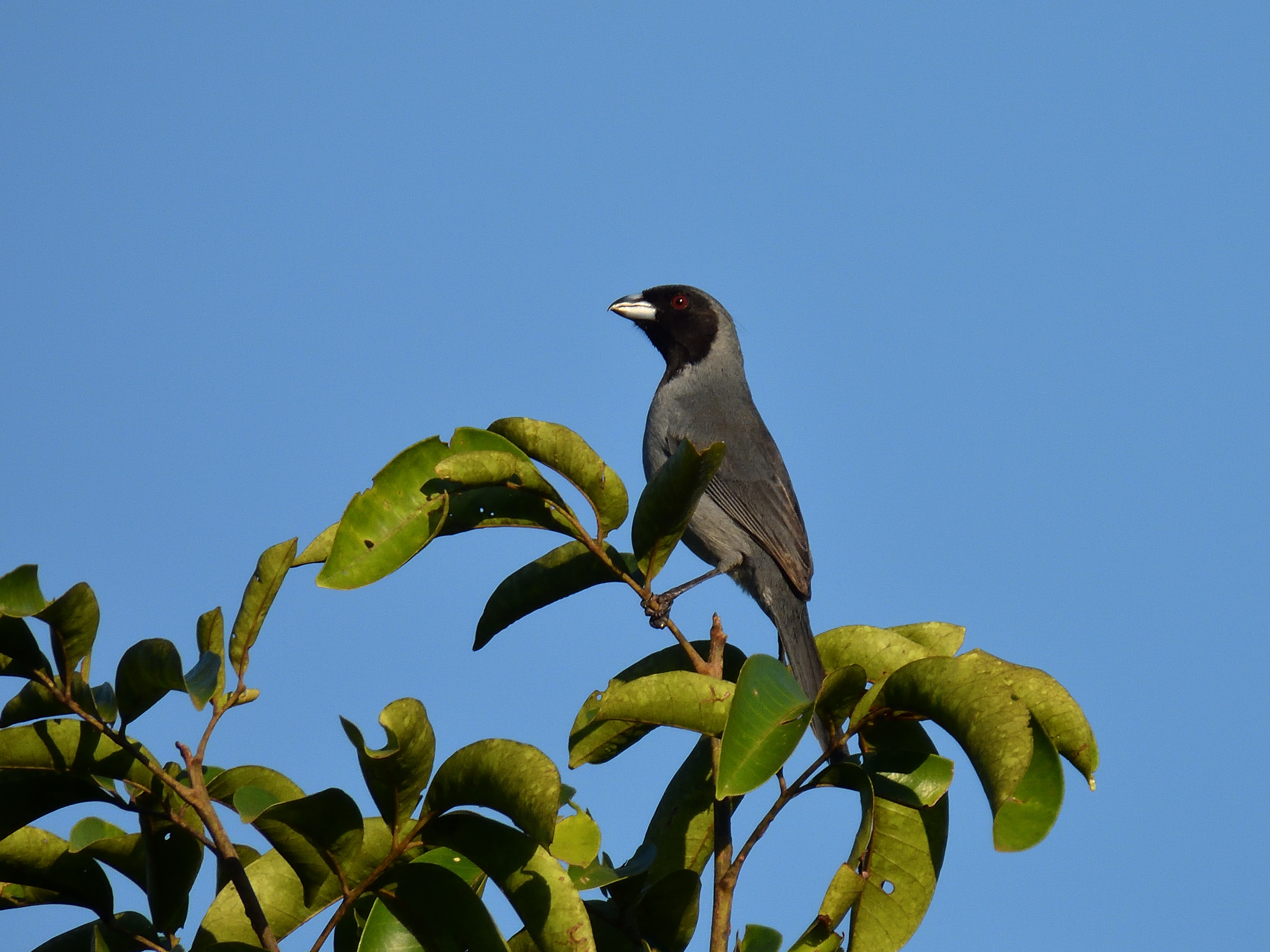 Black-faced Tanager