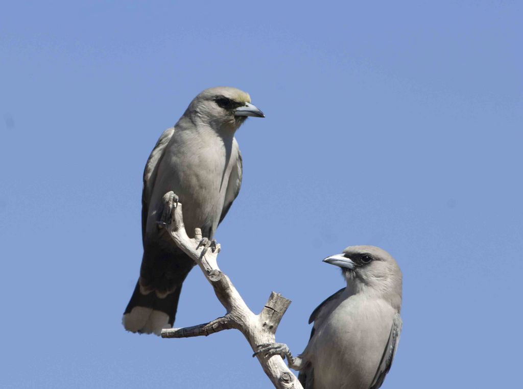 Black-faced Woodswallows