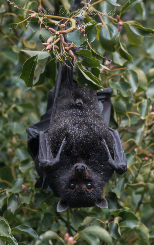 Black Flying Fox