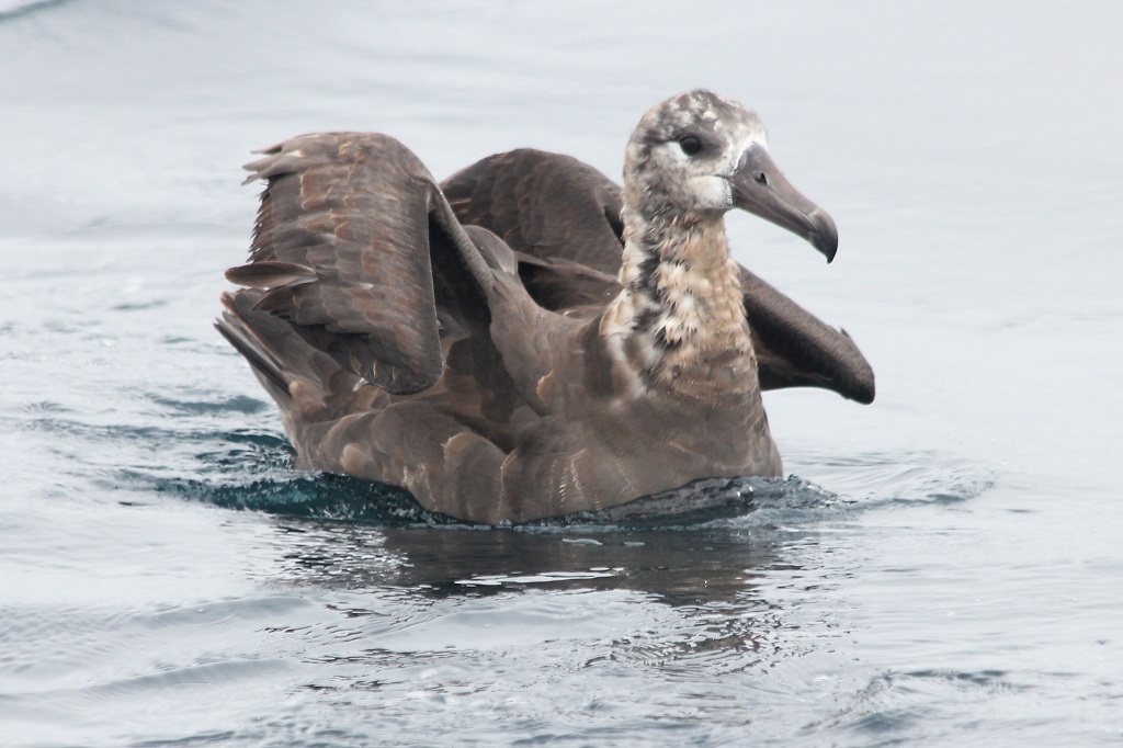 black-footed albatross