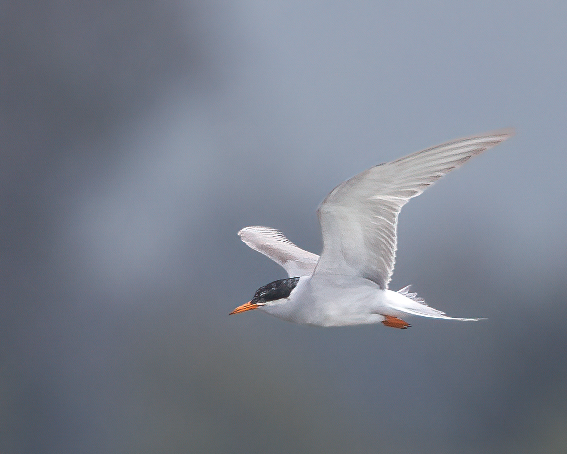 Black-fronted Tern