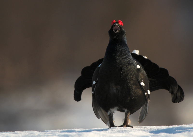 Black grouse