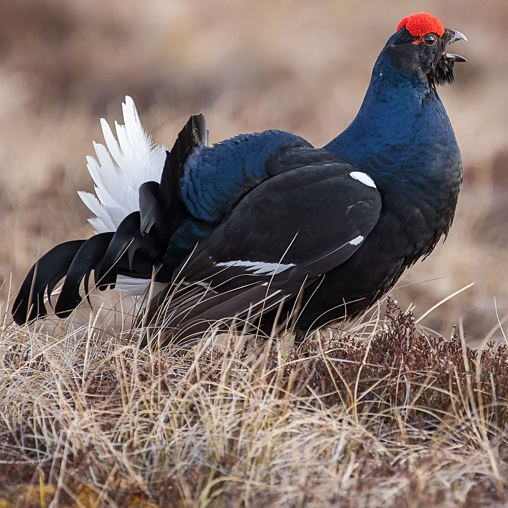 Black Grouse