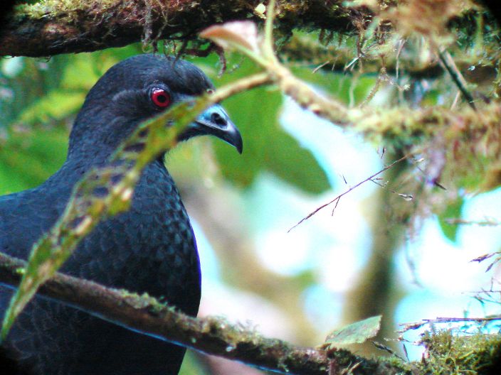 Black Guan in Monteverde