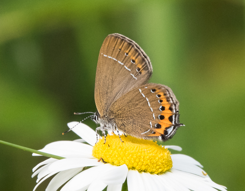 Black Hairstreak