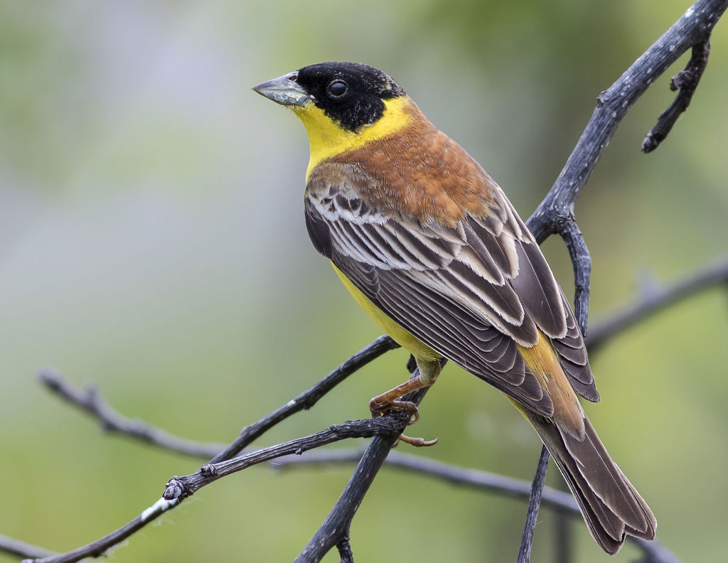 Black-headed Bunting