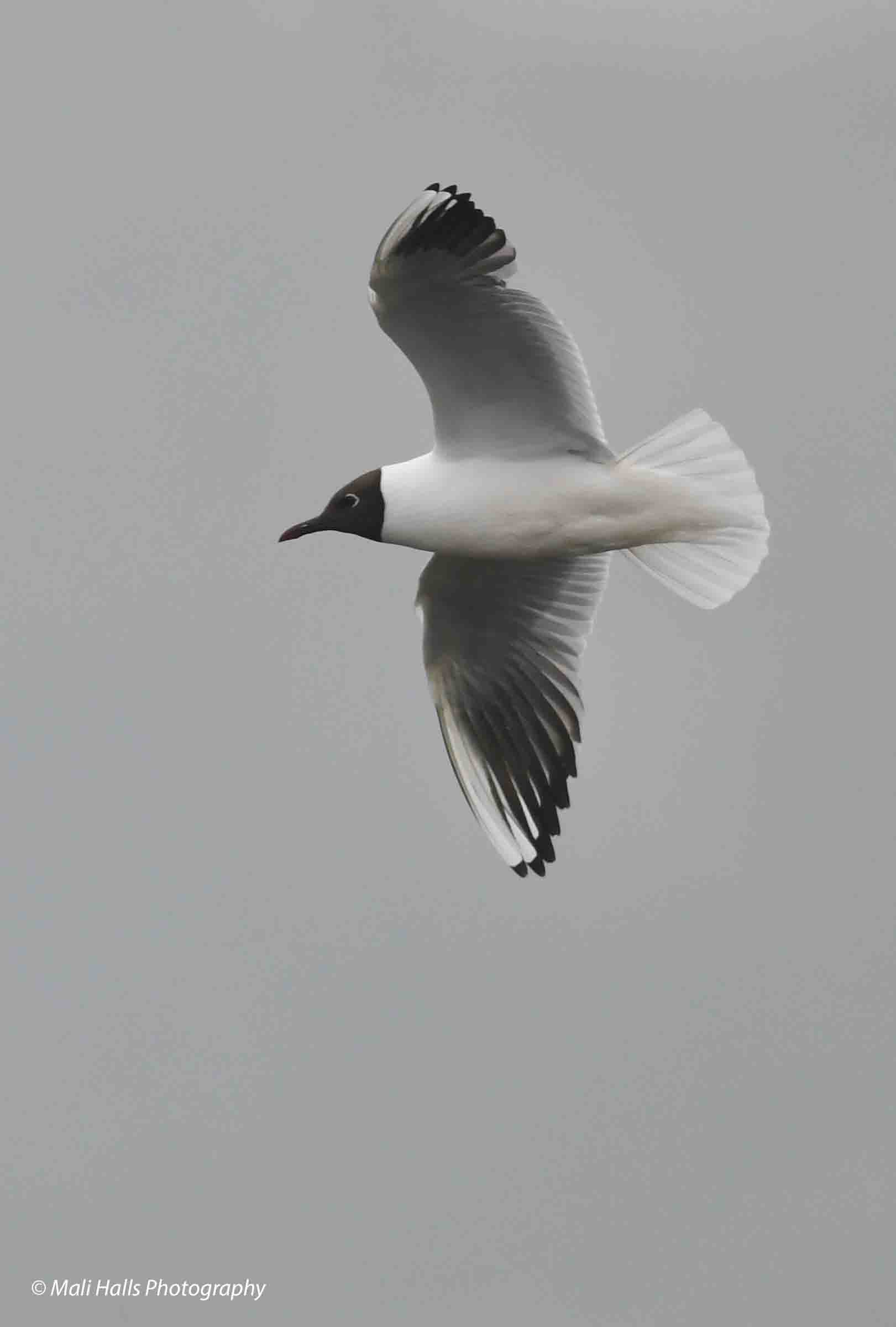 Black-headed Gull 4231.jpg